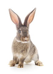 Brown rabbit.