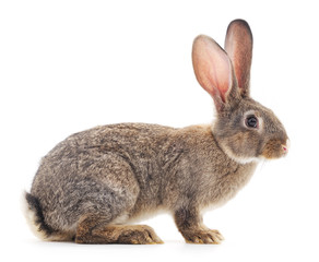Brown rabbit.