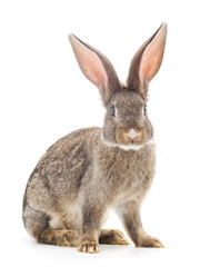 Brown rabbit.