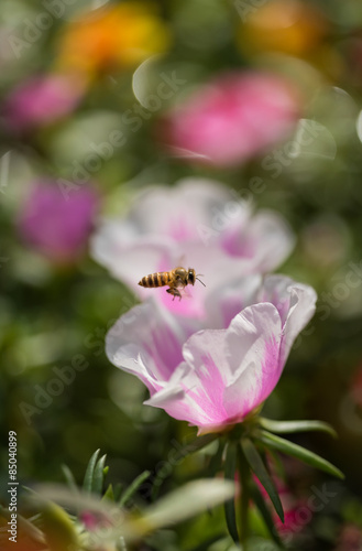 A bee hovering over the flower