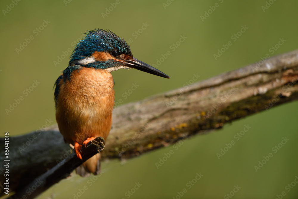 Fototapeta premium Martin Pescatore