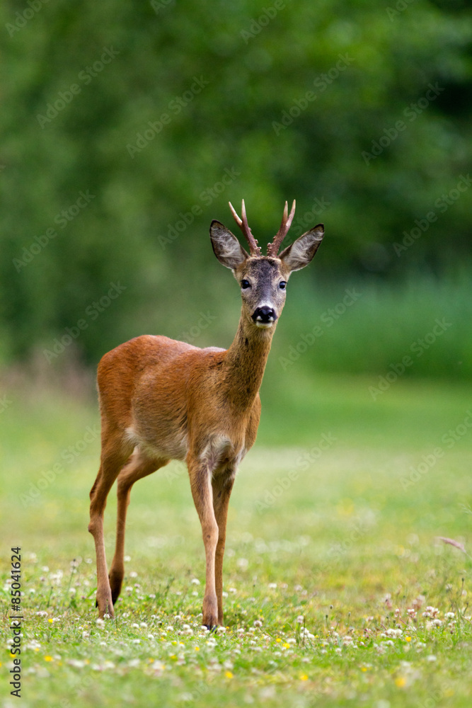 A male Roe deer, a Roebuck (Capreolus capreolus) with a grey head A male Roe deer, a Roebuck (Capreolus capreolus) with a grey head