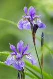 Verschiedenfarbige Schwertlilie / Iris versicolor