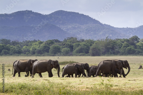 Wild Asian elephant in Minneriya national park, Sri Lanka © PACO COMO