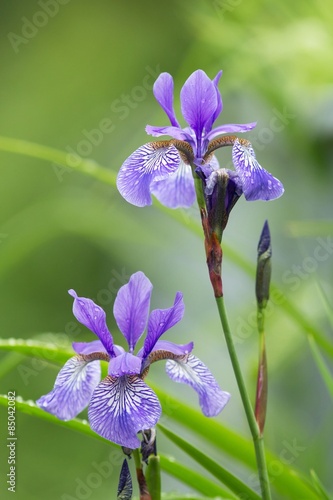 Fototapeta Naklejka Na Ścianę i Meble -  Verschiedenfarbige Schwertlilie / Iris versicolor