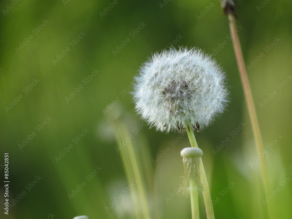 Fototapeta premium белый одуванчик