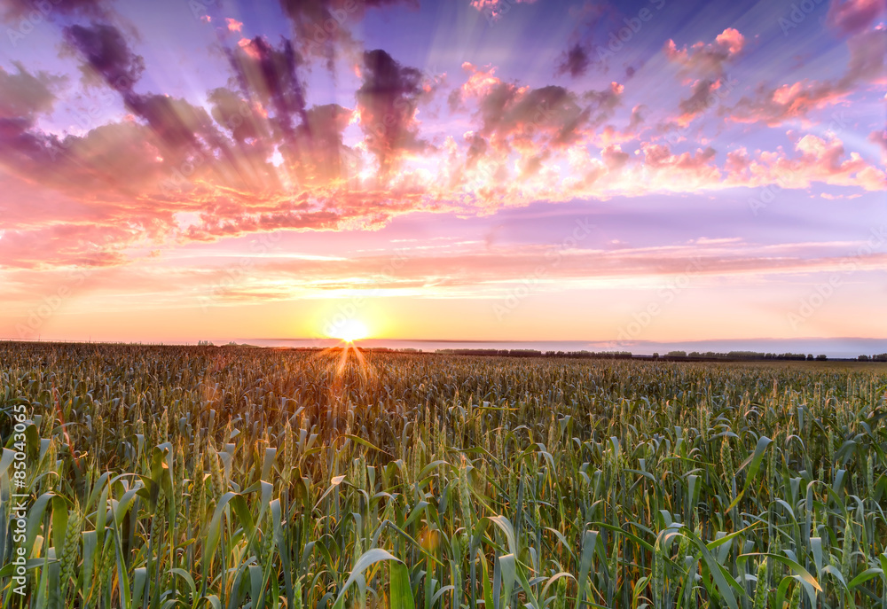 Obraz premium sunset over wheat field sun rays.