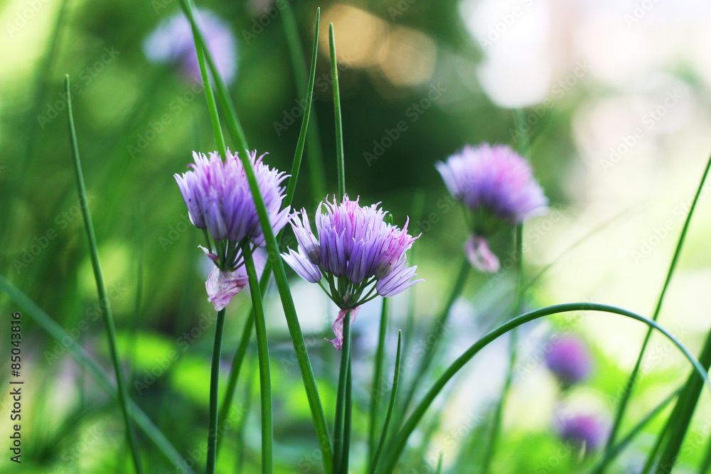 Fototapeta premium Blühender Schnittlauch - Allium schoenoprasum, essbare Blüten des Schnittlauches, Anbau auf dem Balkon, Bienenweide, Fütter für Insekten und Bienen