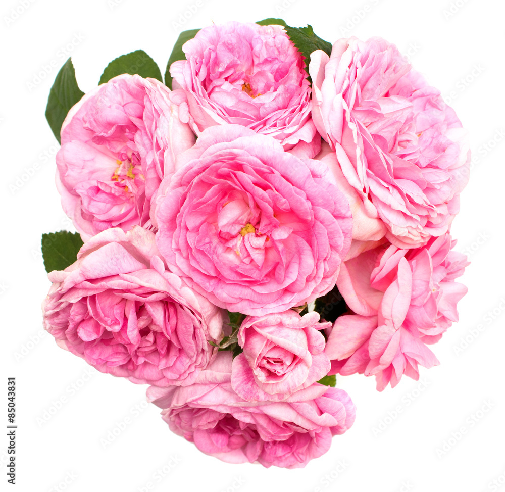 Pink rose Pink rose