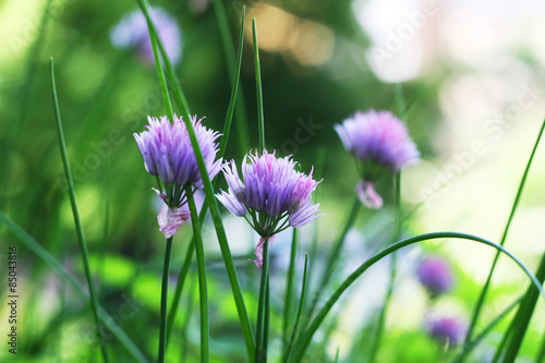 Blühender Schnittlauch - Allium schoenoprasum, essbare Blüten des Schnittlauches, Anbau auf dem Balkon, Bienenweide, Fütter für Insekten und Bienen