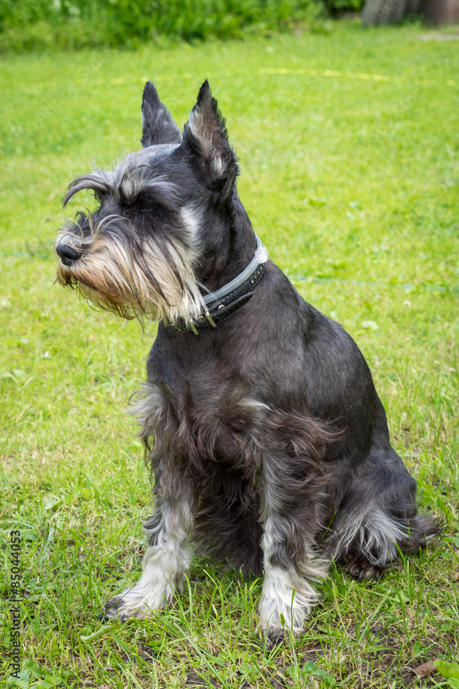 Miniature schnauzer sits on the green grass. Dog outdoor portrait.