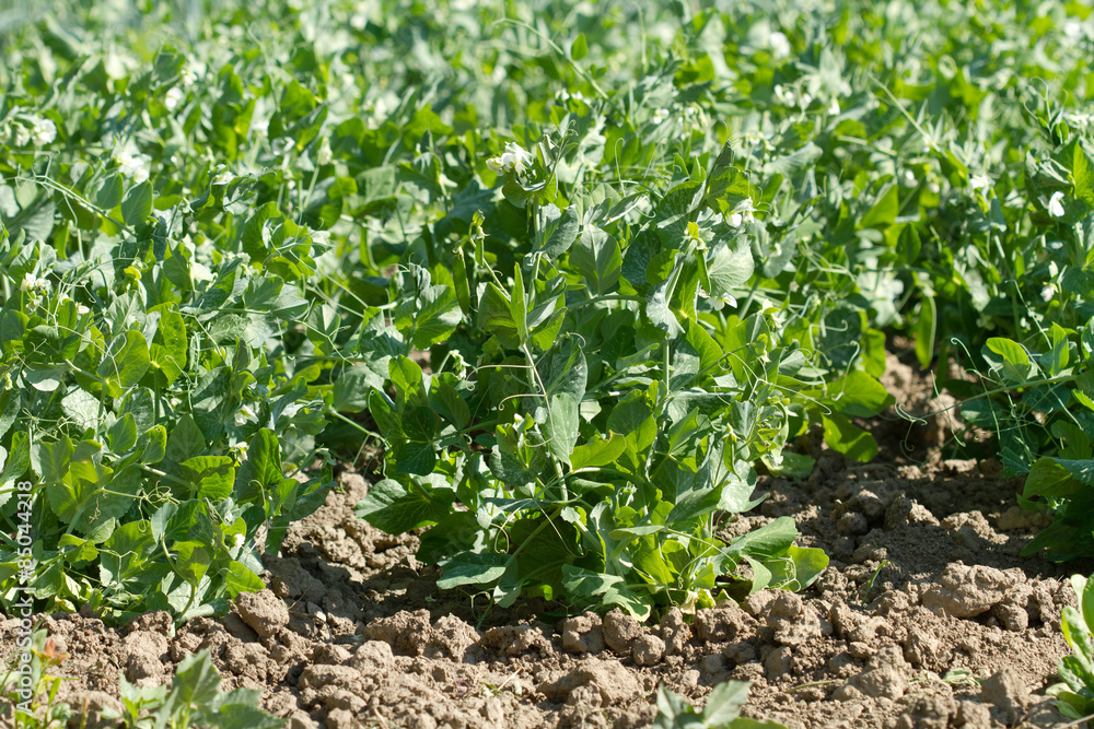 Bio peas field detail Bio peas field detail