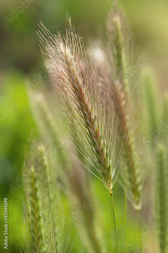 Natural grass seeds heads 