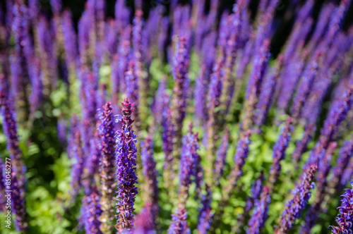 Purple blooming woodland sage from close