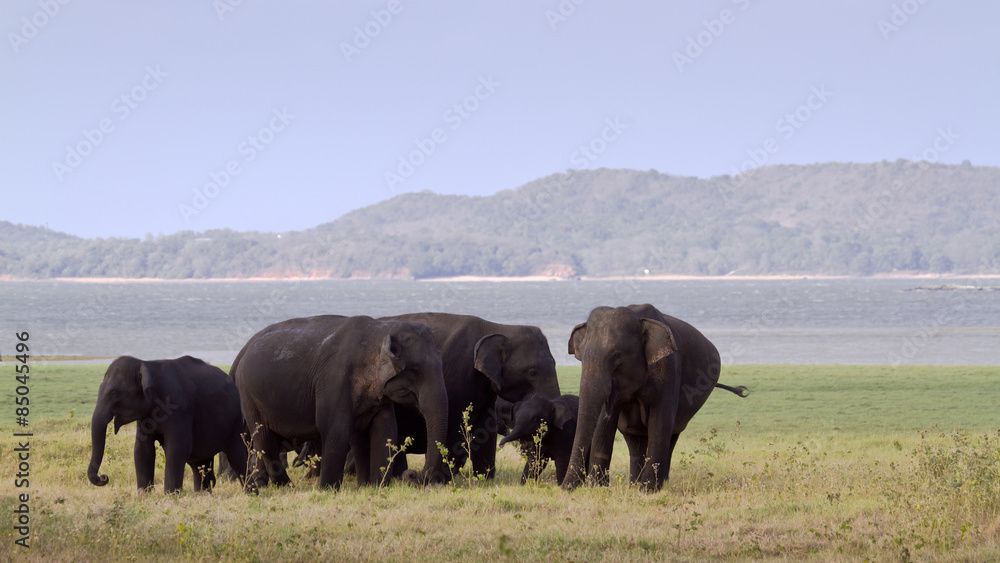 Asian elephant in Minneriya, Sri Lanka Asian elephant in Minneriya, Sri Lanka