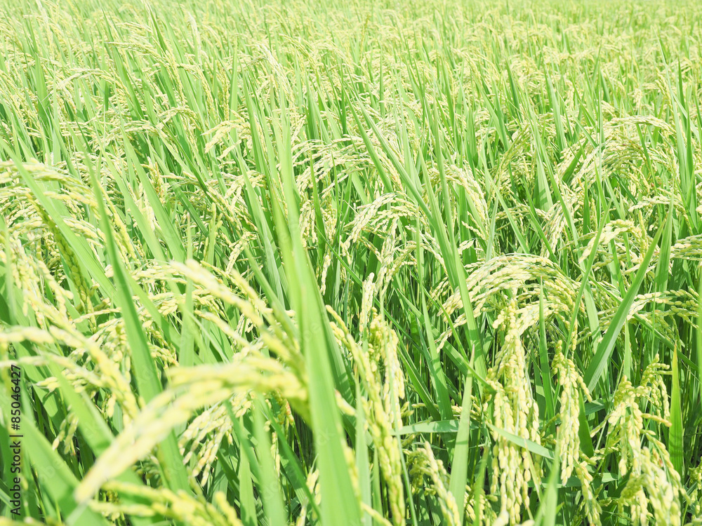 Obraz premium 稲穂