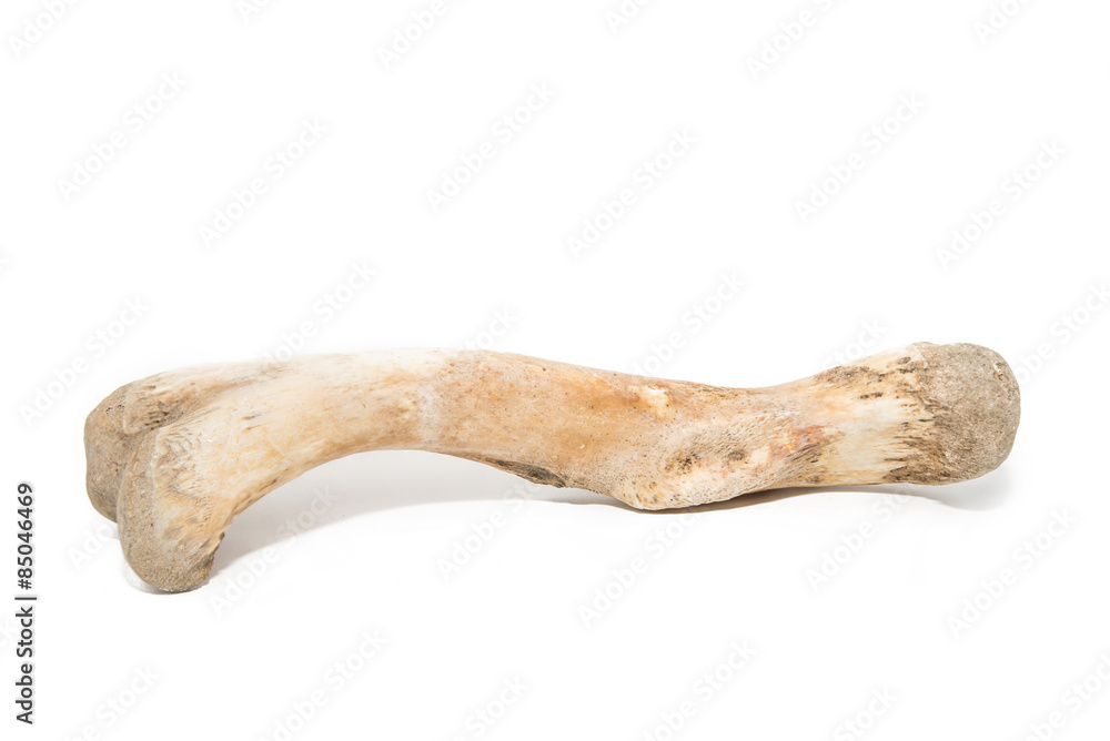 Bone on white background Bone on white background
