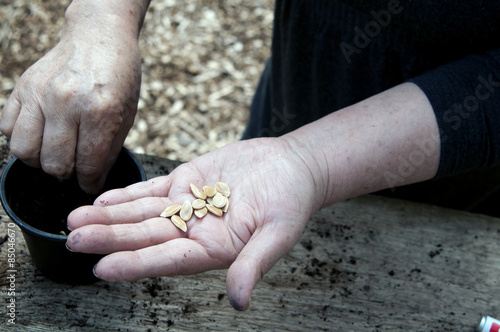 hand holding pumpkin seeds to plant