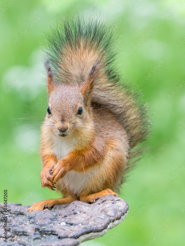 Fototapeta premium Squirrel