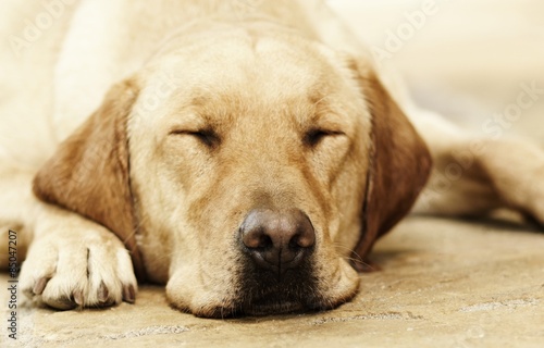 Schlafender Labrador