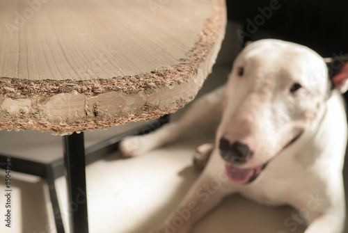 Fotografi Chewed wooden table and Bull terrier dog
