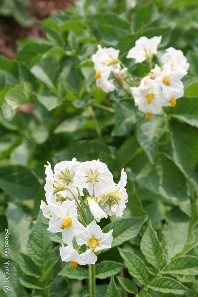fiore di pianta di patata Stock Photo | Adobe Stock