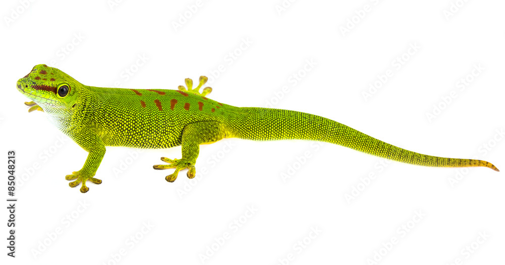 Obraz premium Phelsuma madagascariensis - gecko isolated on white
