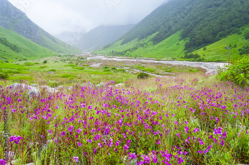 valley of flowers , india