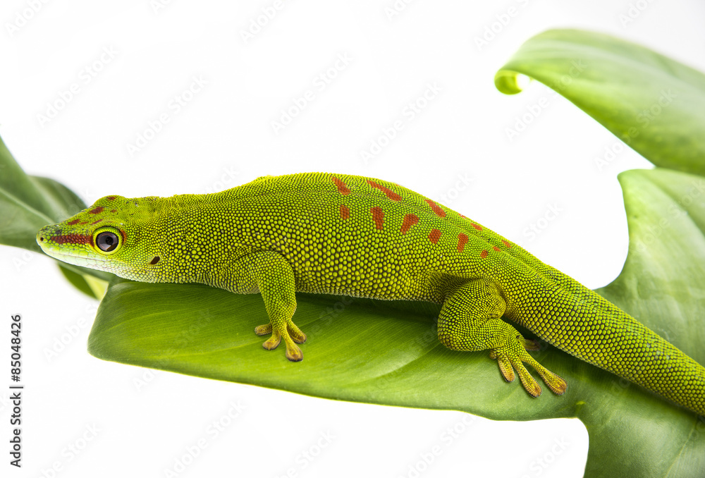 Fototapeta premium Phelsuma madagascariensis - gecko isolated on white