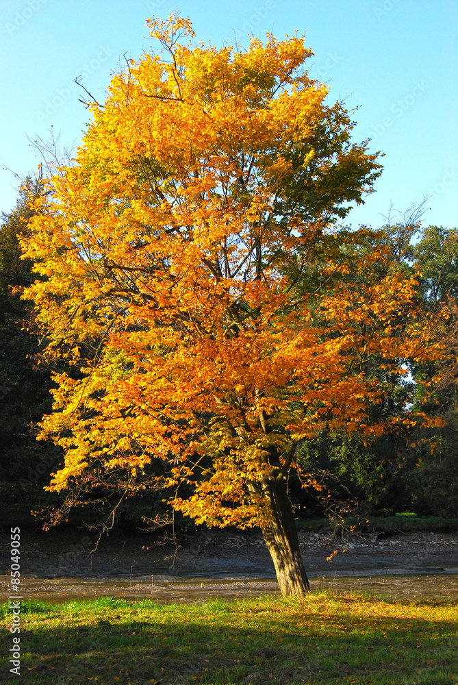 Naklejka premium Isolated Tree Covered with Yellow Leaves