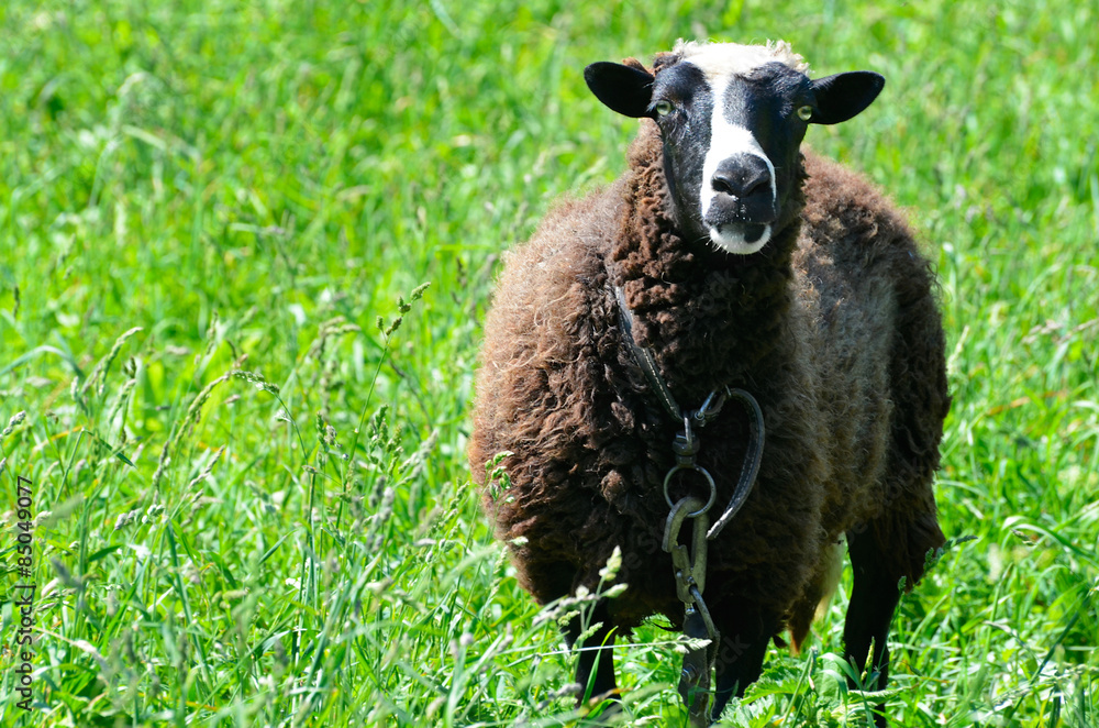 Sheep grazing in a meadow looking into the camera lens Sheep grazing in a meadow looking into the camera lens