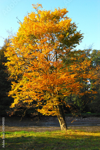 Isolated Tree Covered with Yellow Leaves