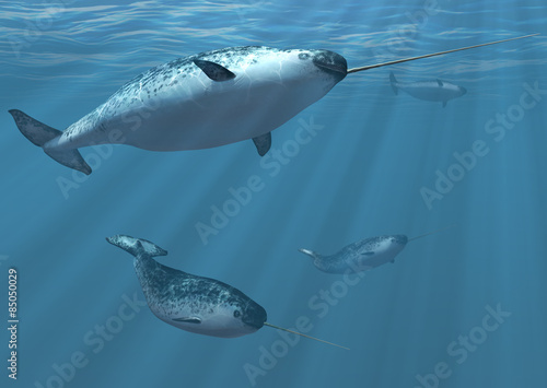 Narwhal Whales photo
