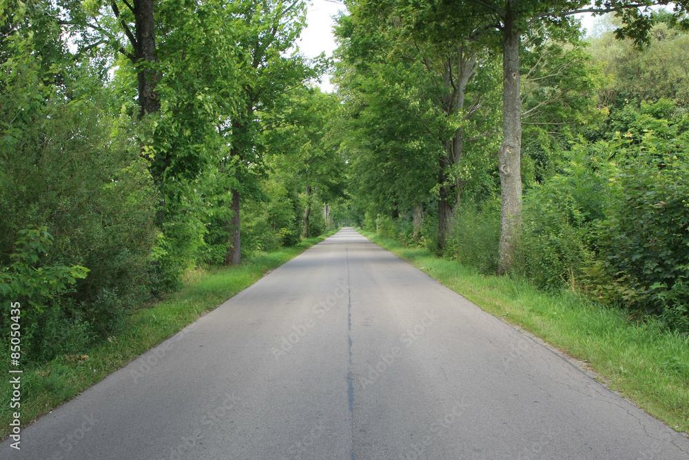 Road surrounded by trees.