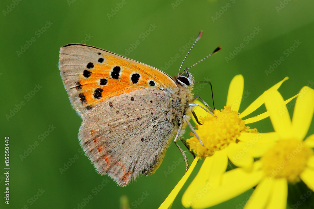 Butterfly - Small Copper (Lycaena phlaeas) on the meadow Butterfly - Small Copper (Lycaena phlaeas) on the meadow