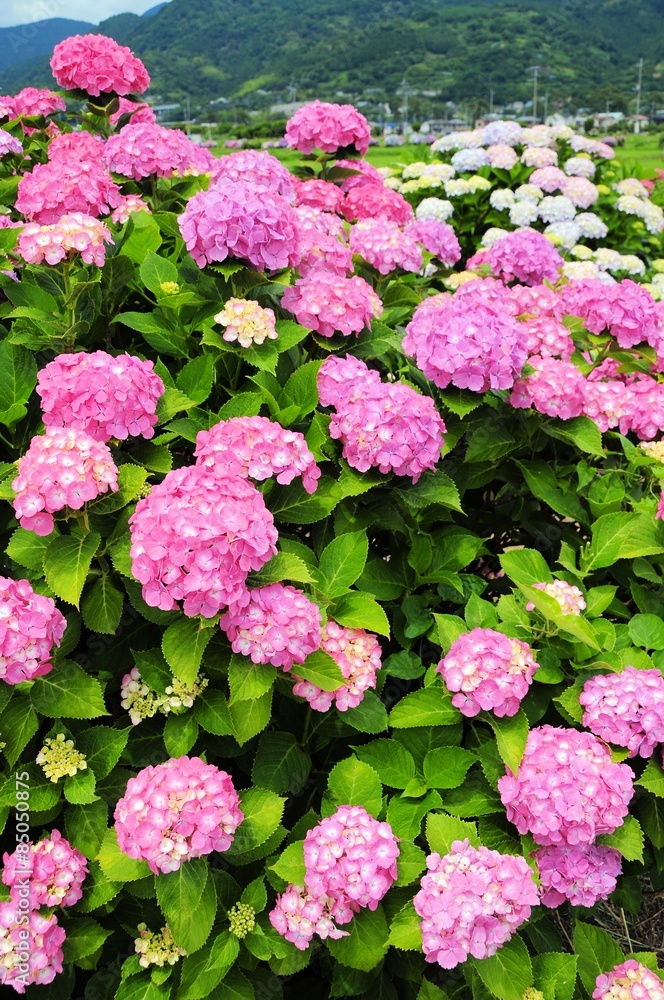 ピンクの紫陽花 ピンクの紫陽花