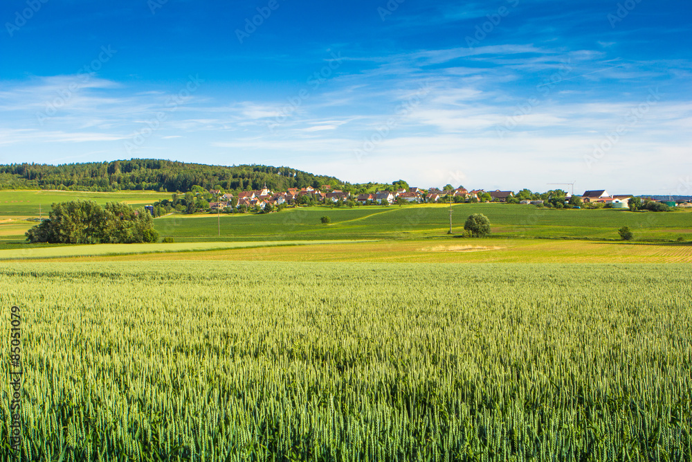 Fototapeta premium Roggenfeld