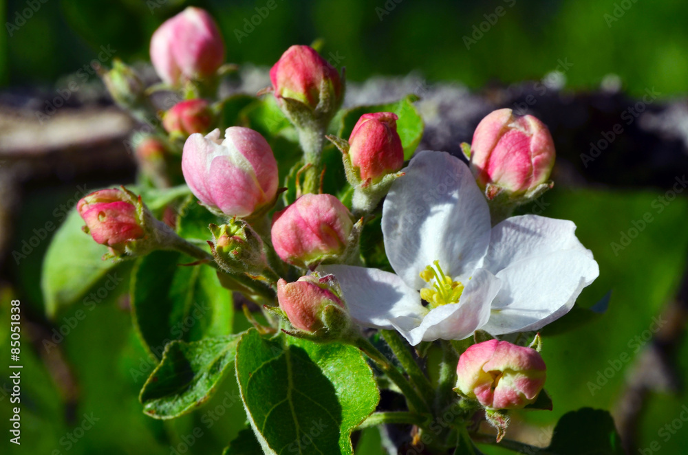 apple tree blossoms