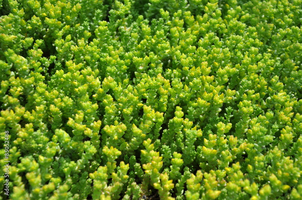 green background green background