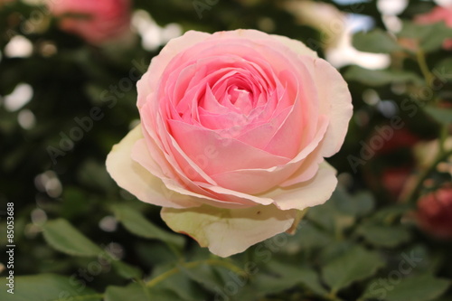 A pink rose in Innsbruck, Austria