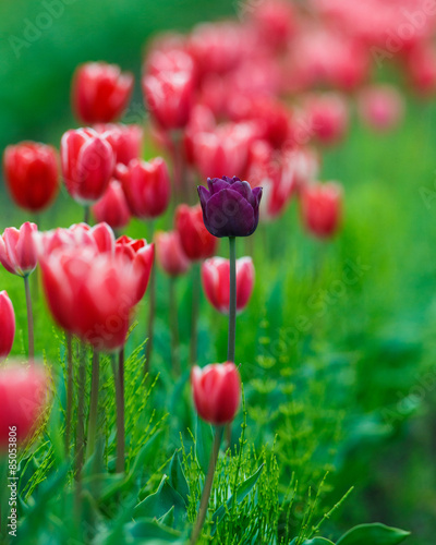 single purple tulip stands out from the rest of red tulips