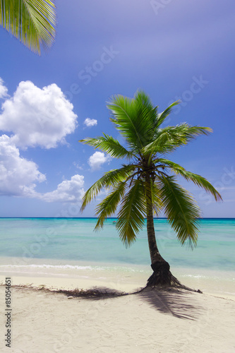 Fototapeta Naklejka Na Ścianę i Meble -  natürlicher Strand mit einer Palme in der dominikanischen Republik