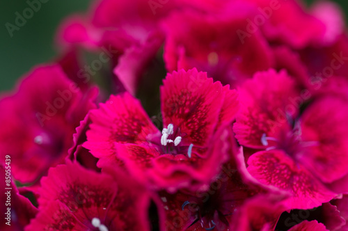 Fototapeta Naklejka Na Ścianę i Meble -  Pelargonien 