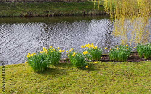 Fototapeta Naklejka Na Ścianę i Meble -  blooming narcissus flowers