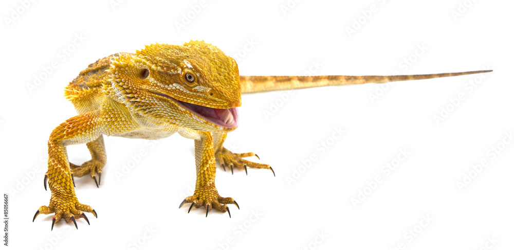 Bearded dragon - Pogona vitticeps on a white background Bearded dragon - Pogona vitticeps on a white background