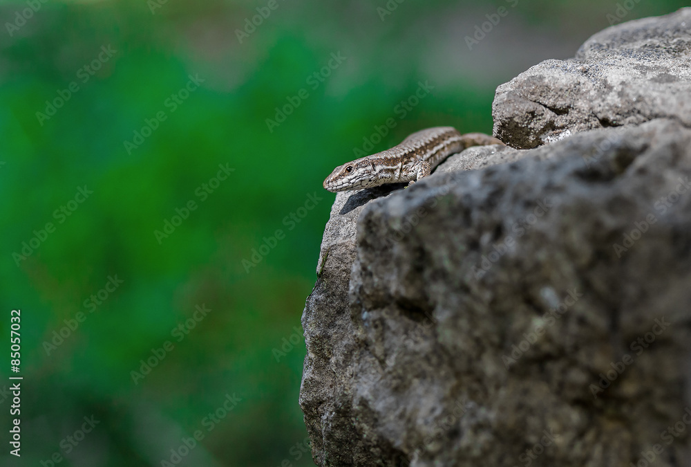 Small lizard on a rock Small lizard on a rock