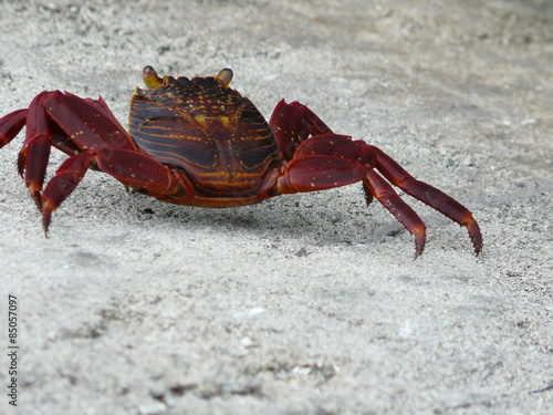 Crabe Galapagos