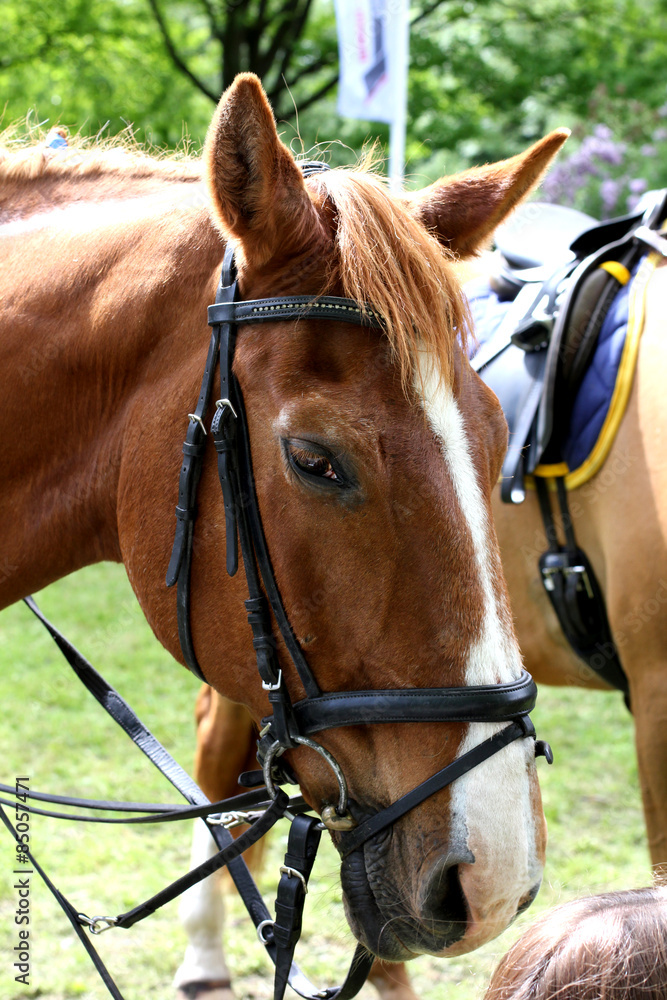 Horse head portrait!!!! Horse head portrait!!!!
