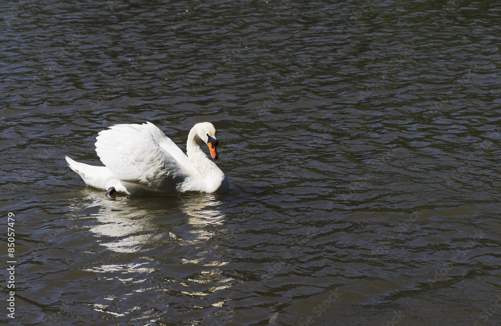 Swan floating on the lake in the summer. Swan floating on the lake in the summer.