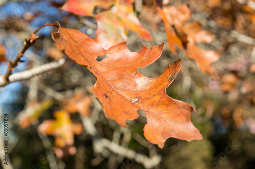 Autumn Leaf photo